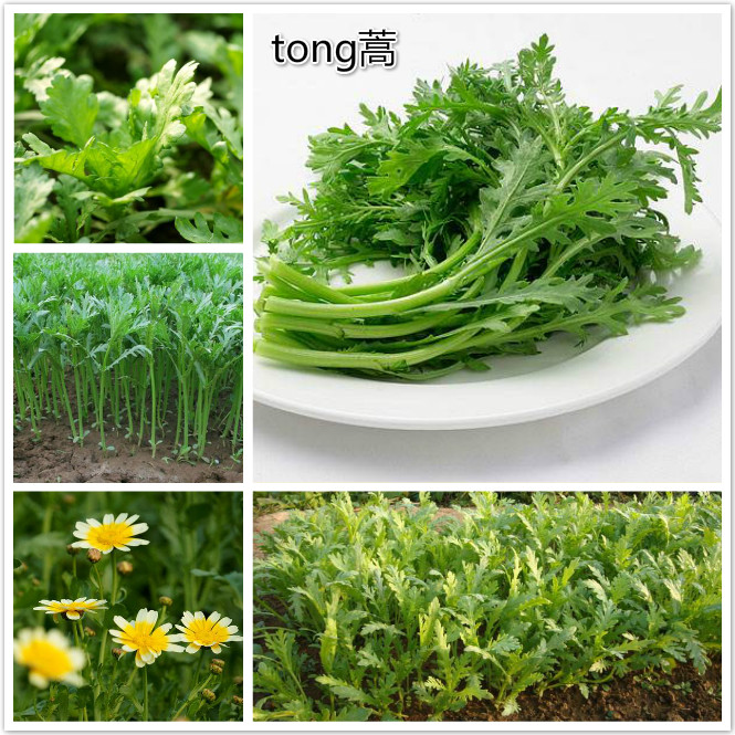 茼蒿.jpg