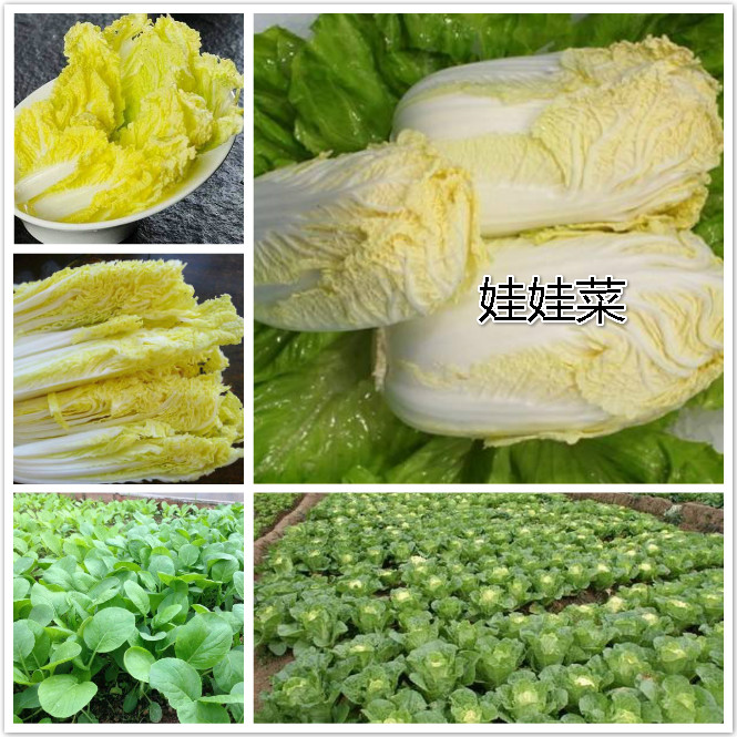 娃娃菜.jpg