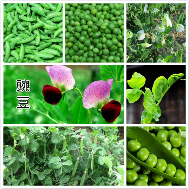 豌豆.jpg