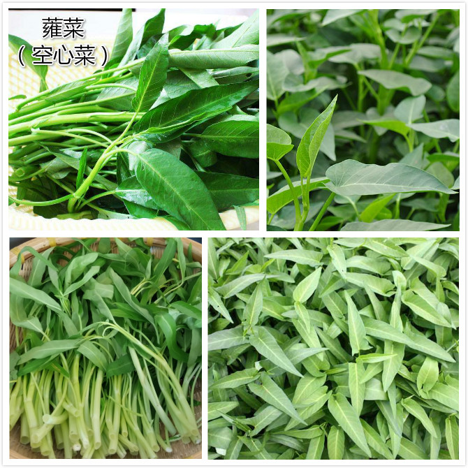 蕹（wèng）菜（空心菜）.jpg