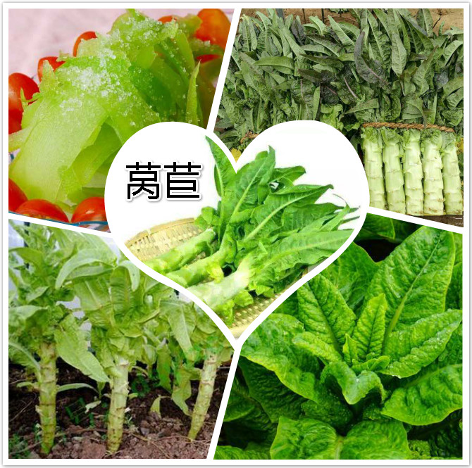 莴苣.jpg