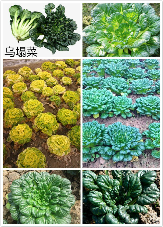 乌塌菜.jpg