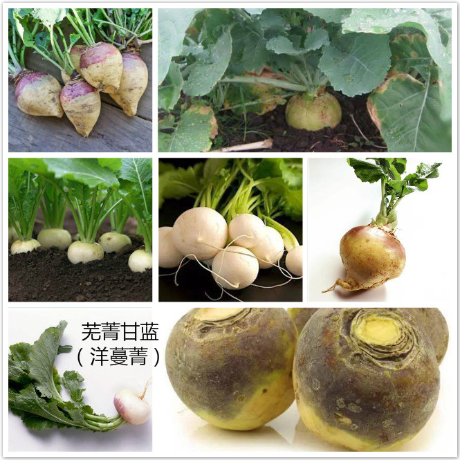 芜菁甘蓝（洋蔓菁）.jpg
