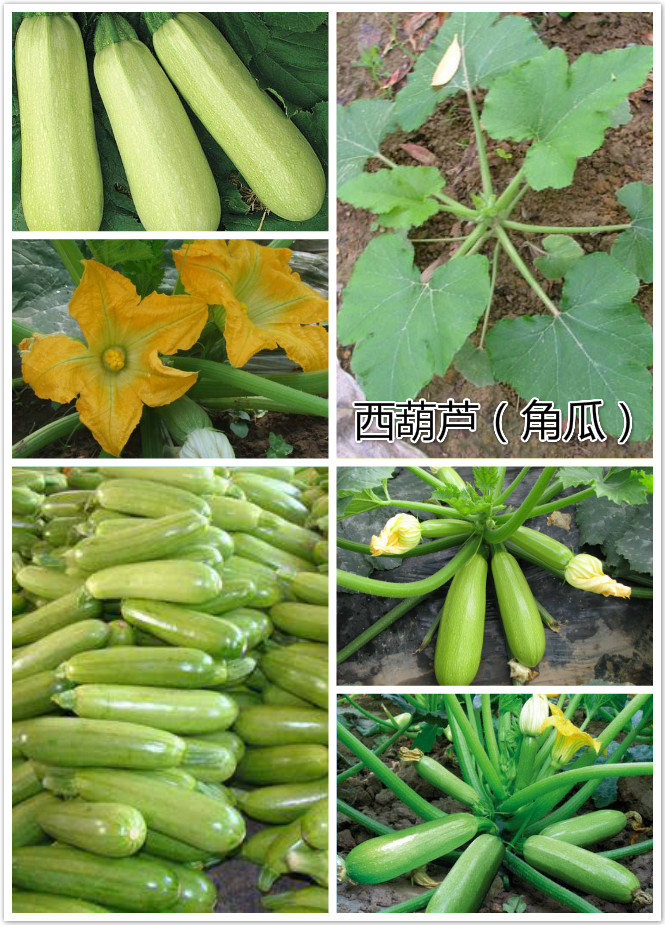 西葫芦（角瓜）.jpg
