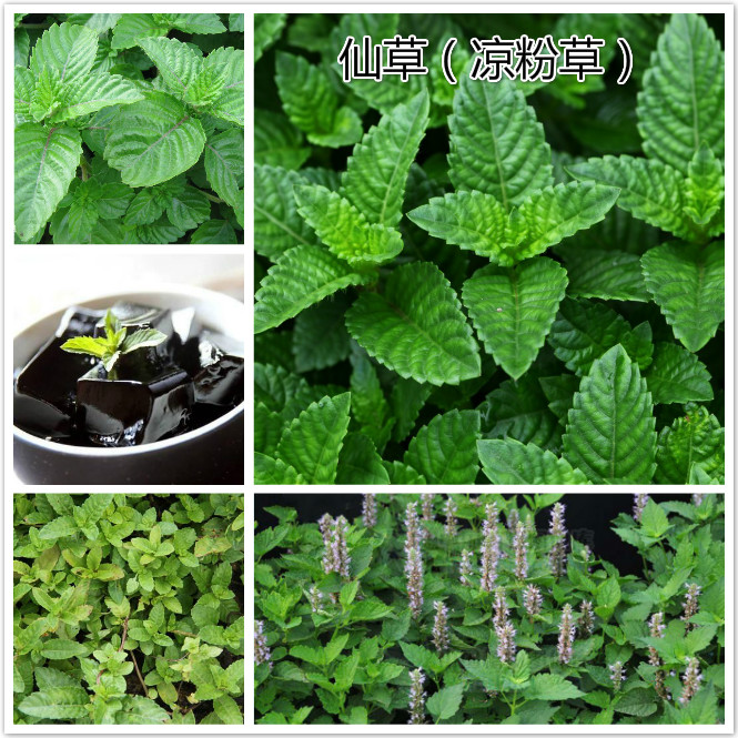 仙草（凉粉草）.jpg