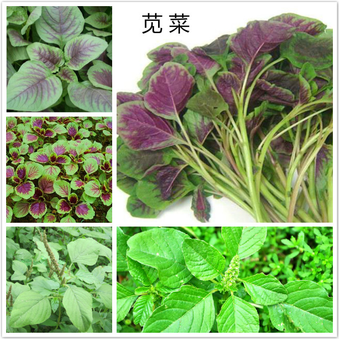 苋菜.jpg