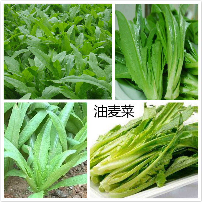 油麦菜.jpg