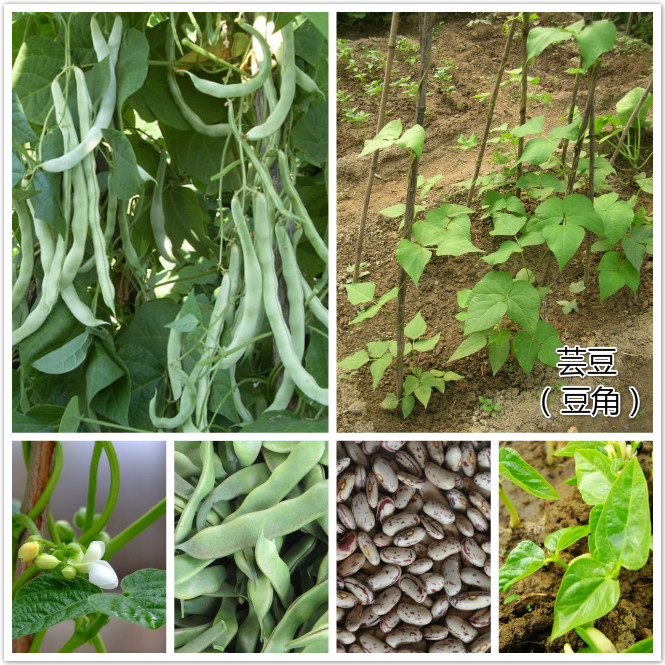 芸豆（豆角）.jpg