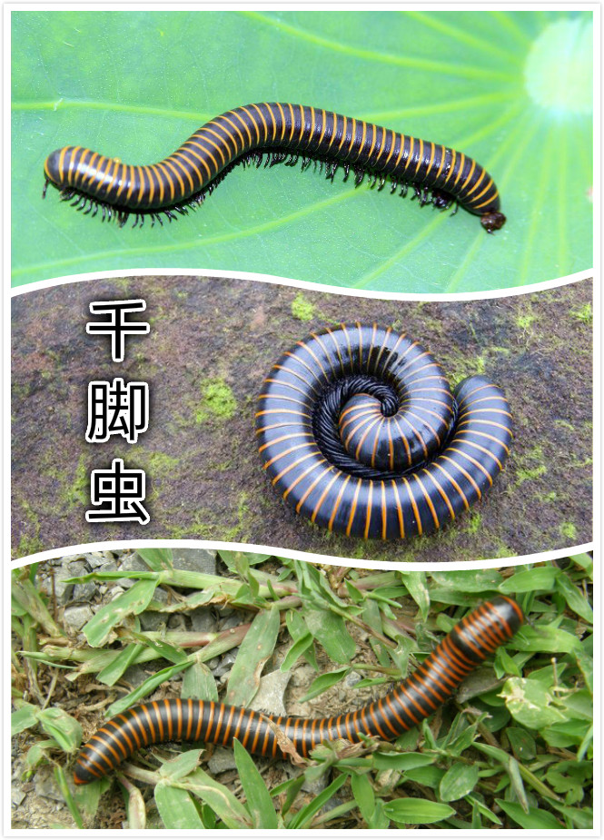 ǧų棨½.jpg