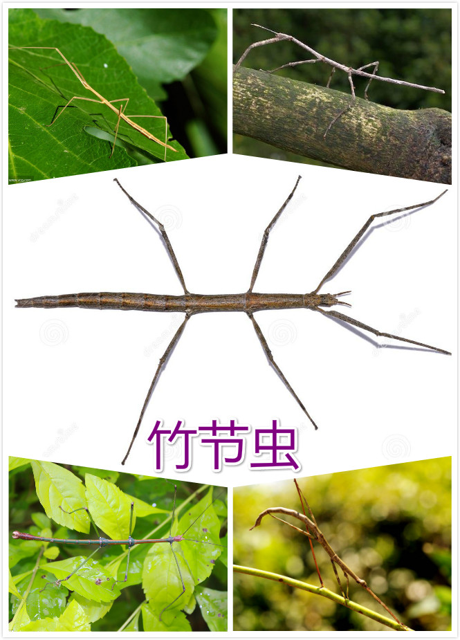 ڳ.jpg