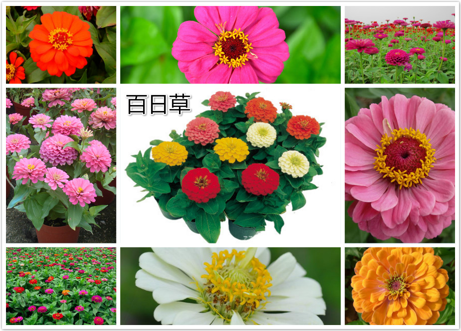 百日草.jpg