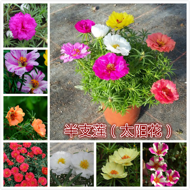 半支莲（太阳花）.jpg