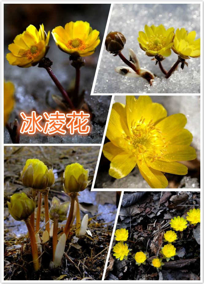 冰凌花（侧金盏花）.jpg
