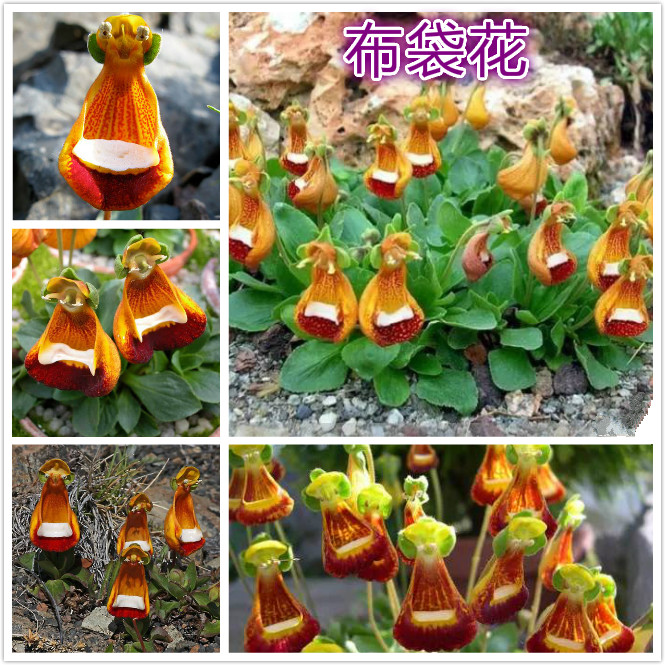 布袋花（快乐的外星人）.jpg