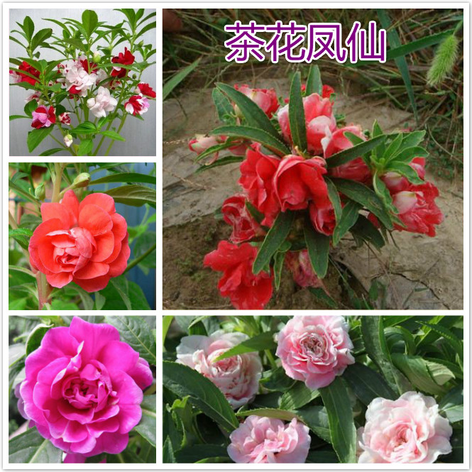 茶花凤仙.jpg