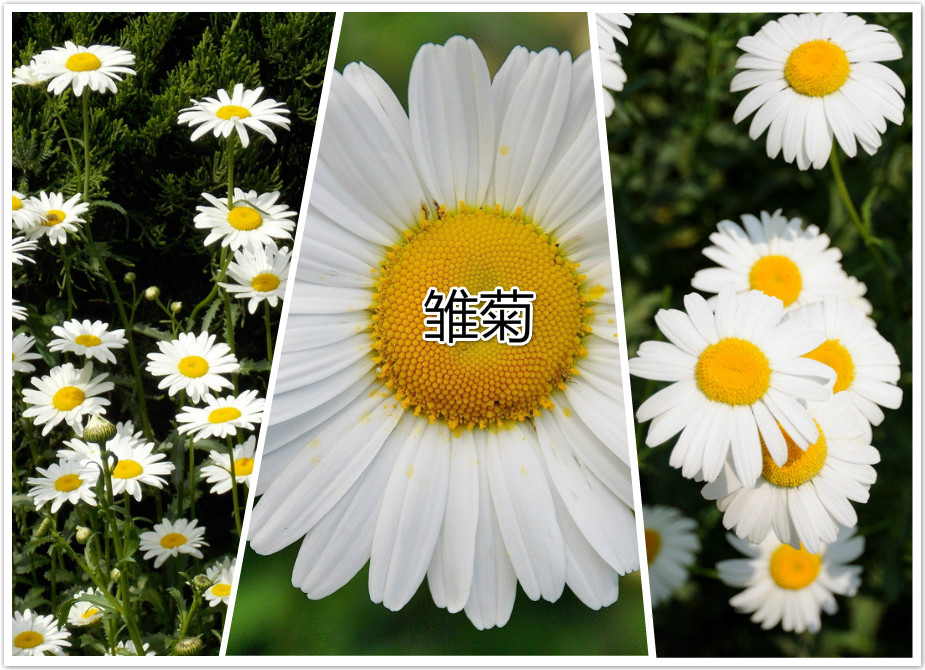 雏菊.jpg
