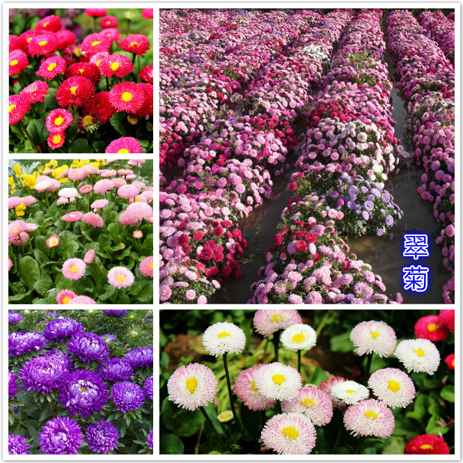 翠菊.jpg