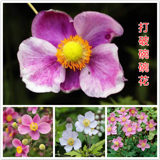 打破碗碗花.jpg