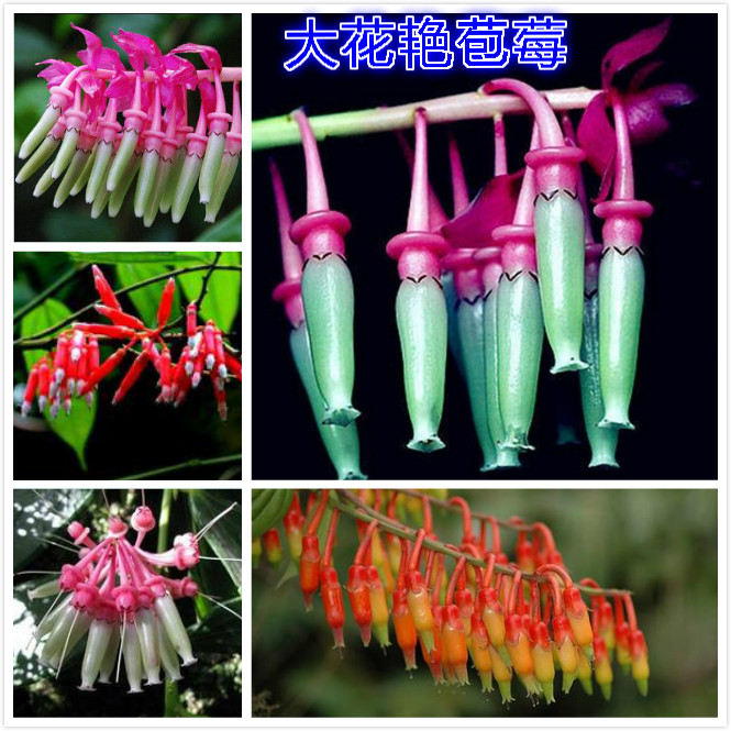 大花艳苞莓.jpg