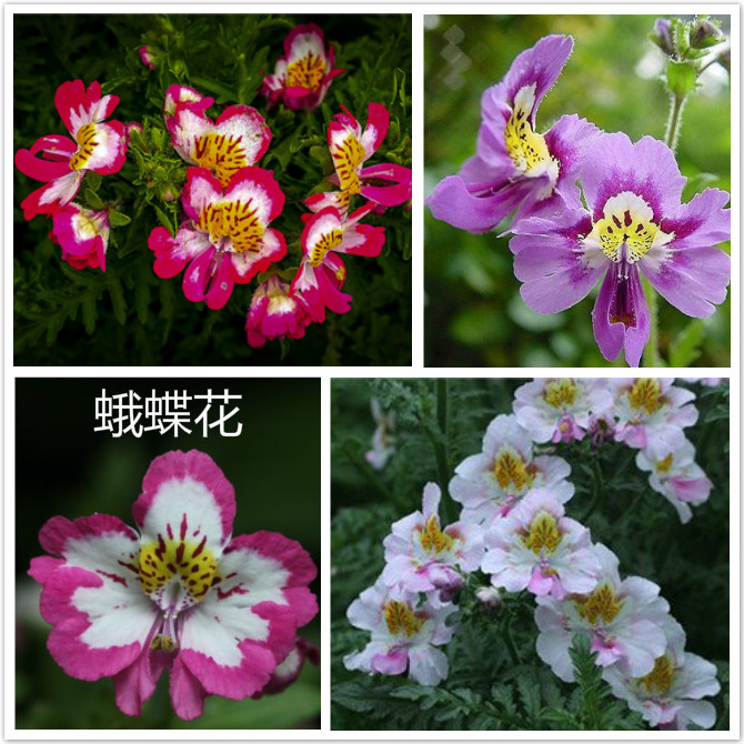 蛾蝶花.jpg