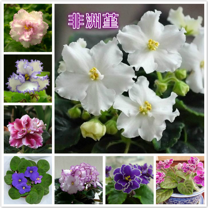 非洲堇（非洲紫罗兰）.jpg