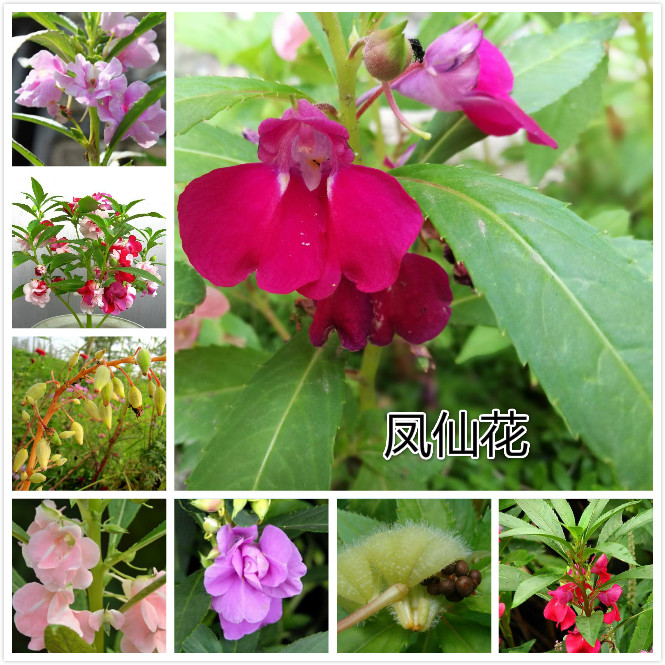 凤仙花.jpg