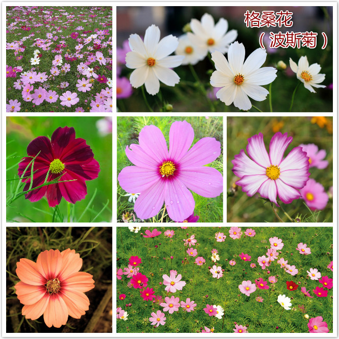 格桑花（波斯菊）.jpg