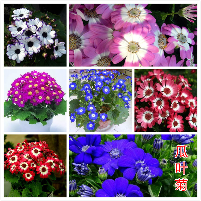 瓜叶菊.jpg