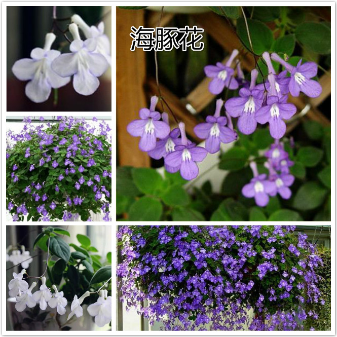 海豚花.jpg