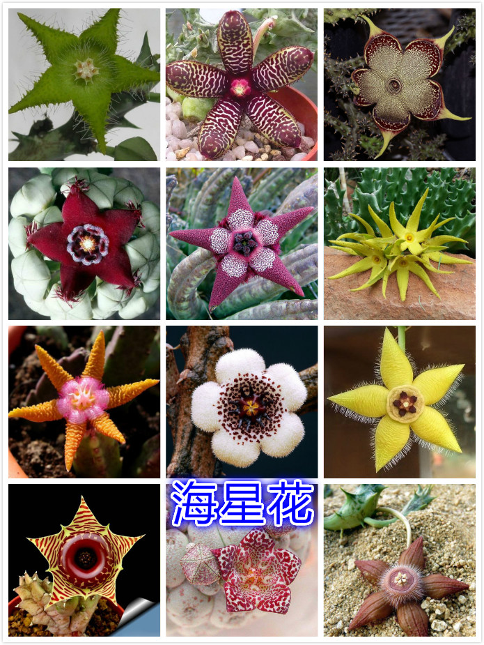 海星花.jpg