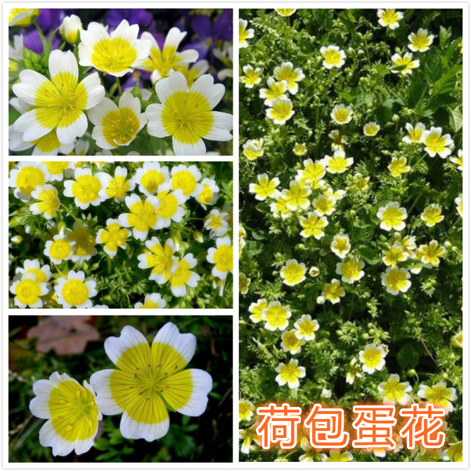 荷包蛋花.jpg