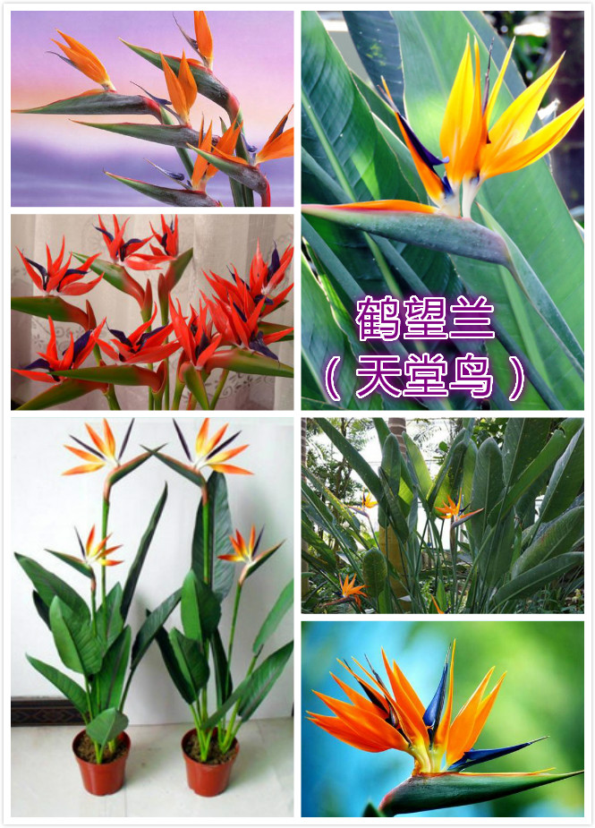 鹤望兰（天堂鸟）.jpg