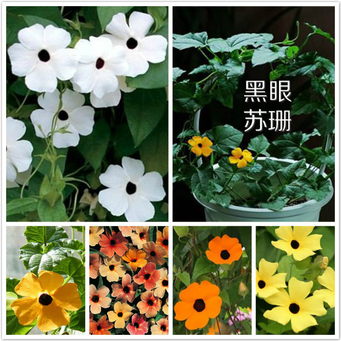 黑眼苏珊.jpg