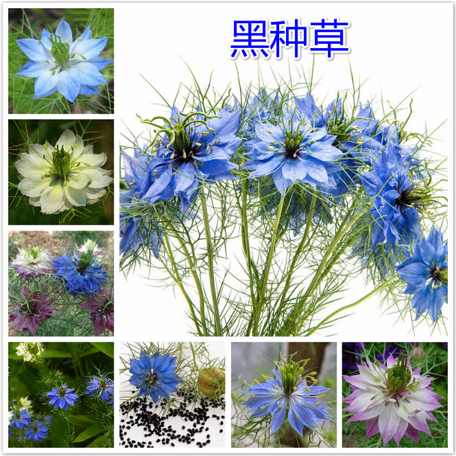 黑种草.jpg