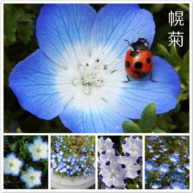 幌菊.jpg