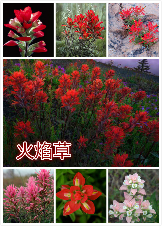 火焰草.jpg