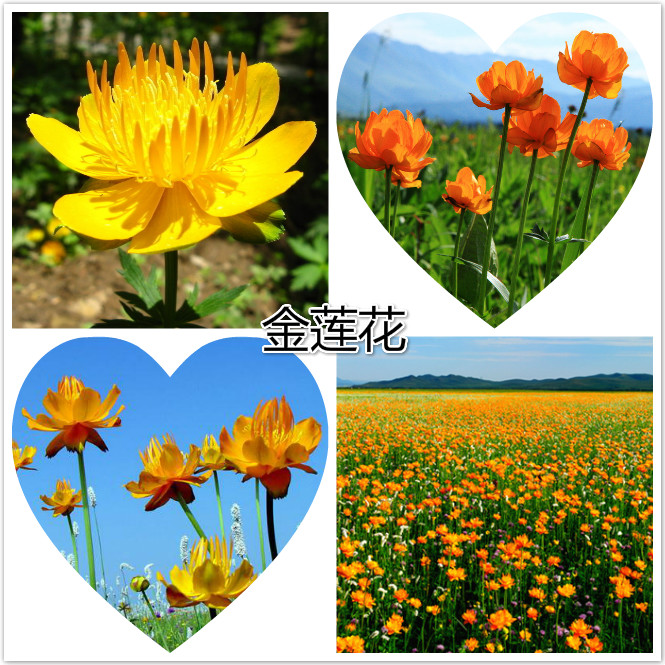 金莲花.jpg