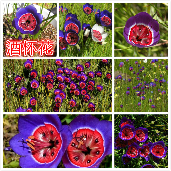 酒杯花.jpg