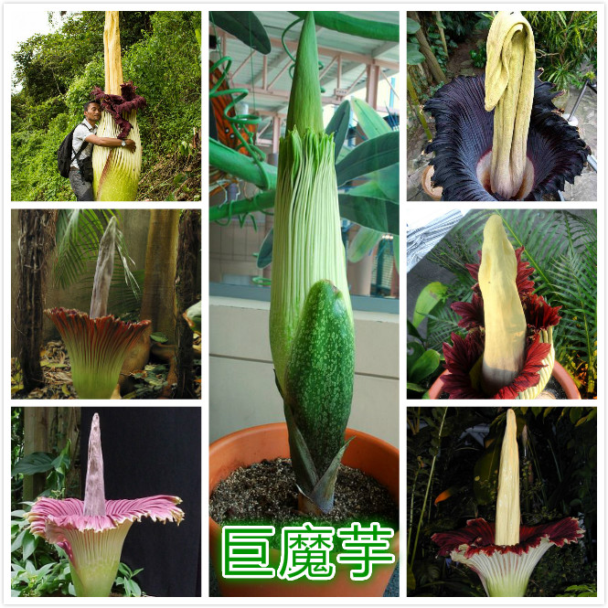 巨魔芋（尸花）.jpg