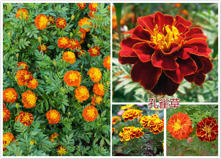 孔雀草.jpg