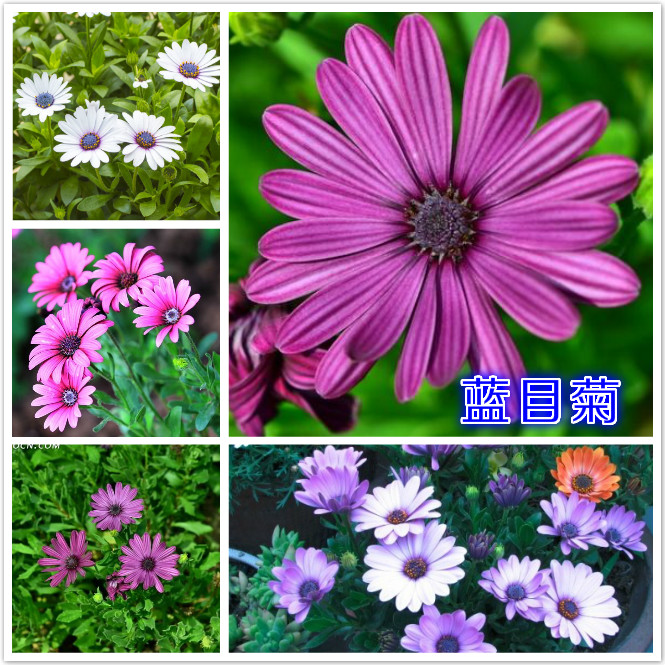 蓝目菊.jpg
