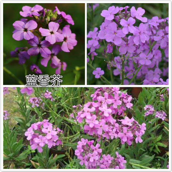 蓝香芥.jpg