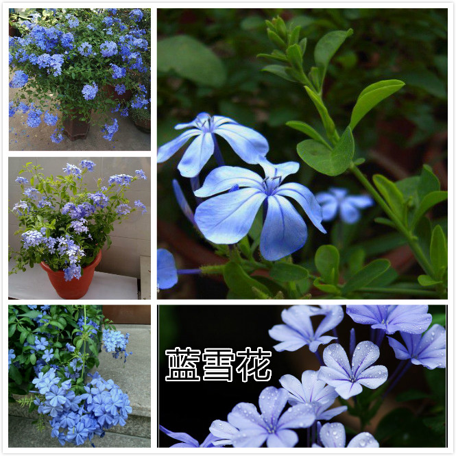 蓝雪花.jpg