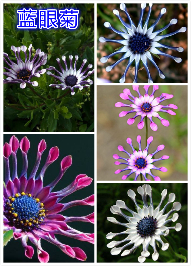 蓝眼菊.jpg