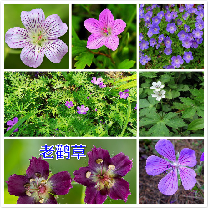 老鹳草.jpg