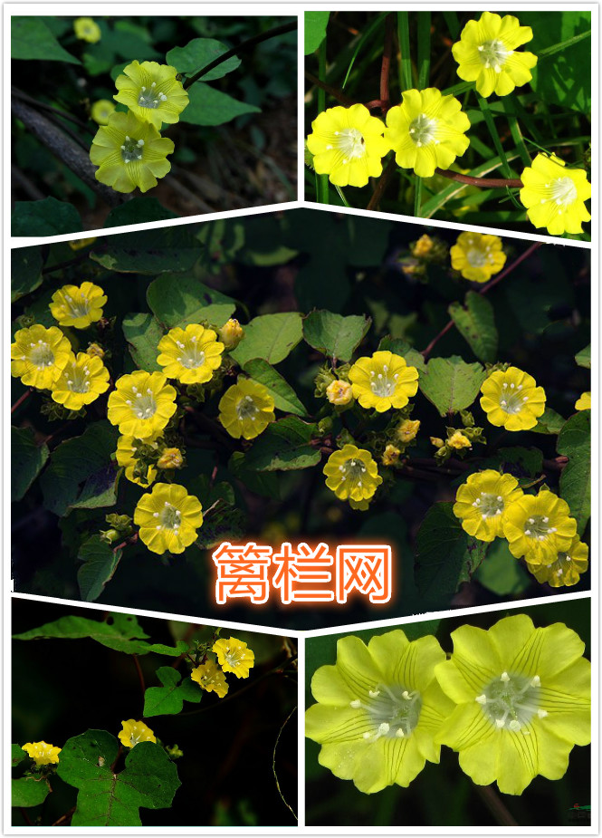 篱栏网（鱼黄草）.jpg