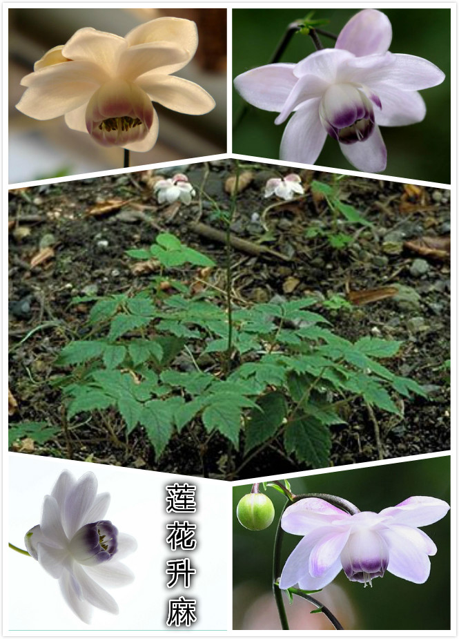 莲花升麻.jpg
