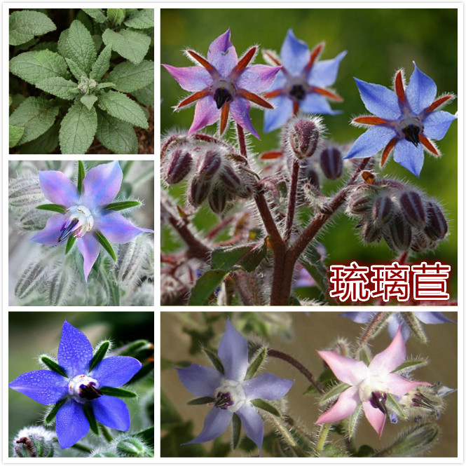 琉璃苣.jpg