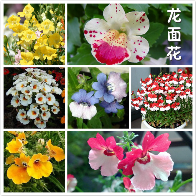 龙面花.jpg