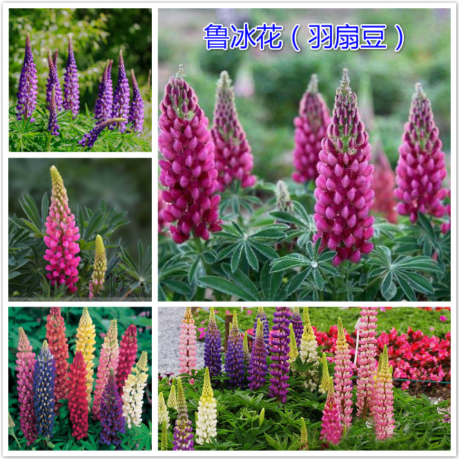 鲁冰花（羽扇豆）.jpg